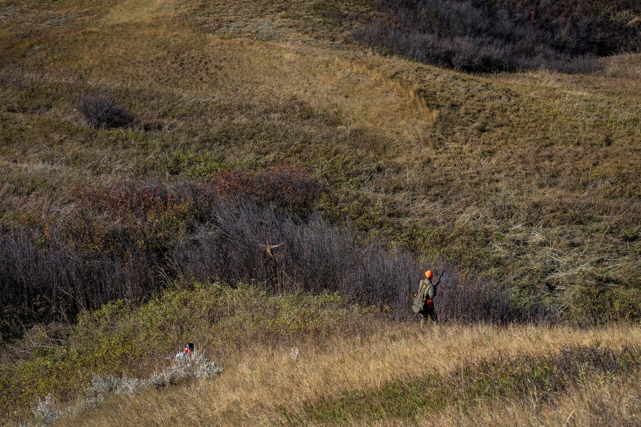 A hunter and dog working a coulee in the upland breaks