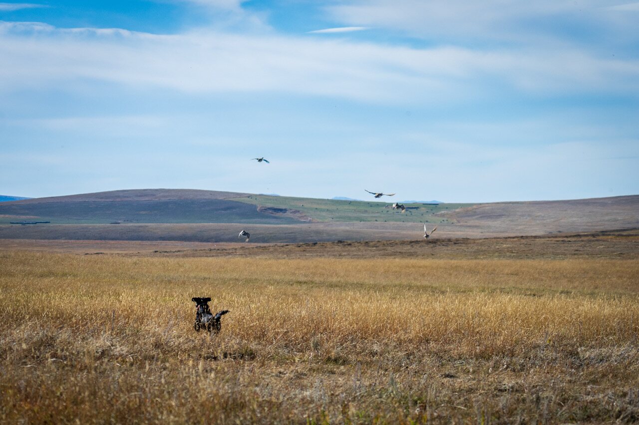 A bird dog working open prairie as birds lift into a wide sky