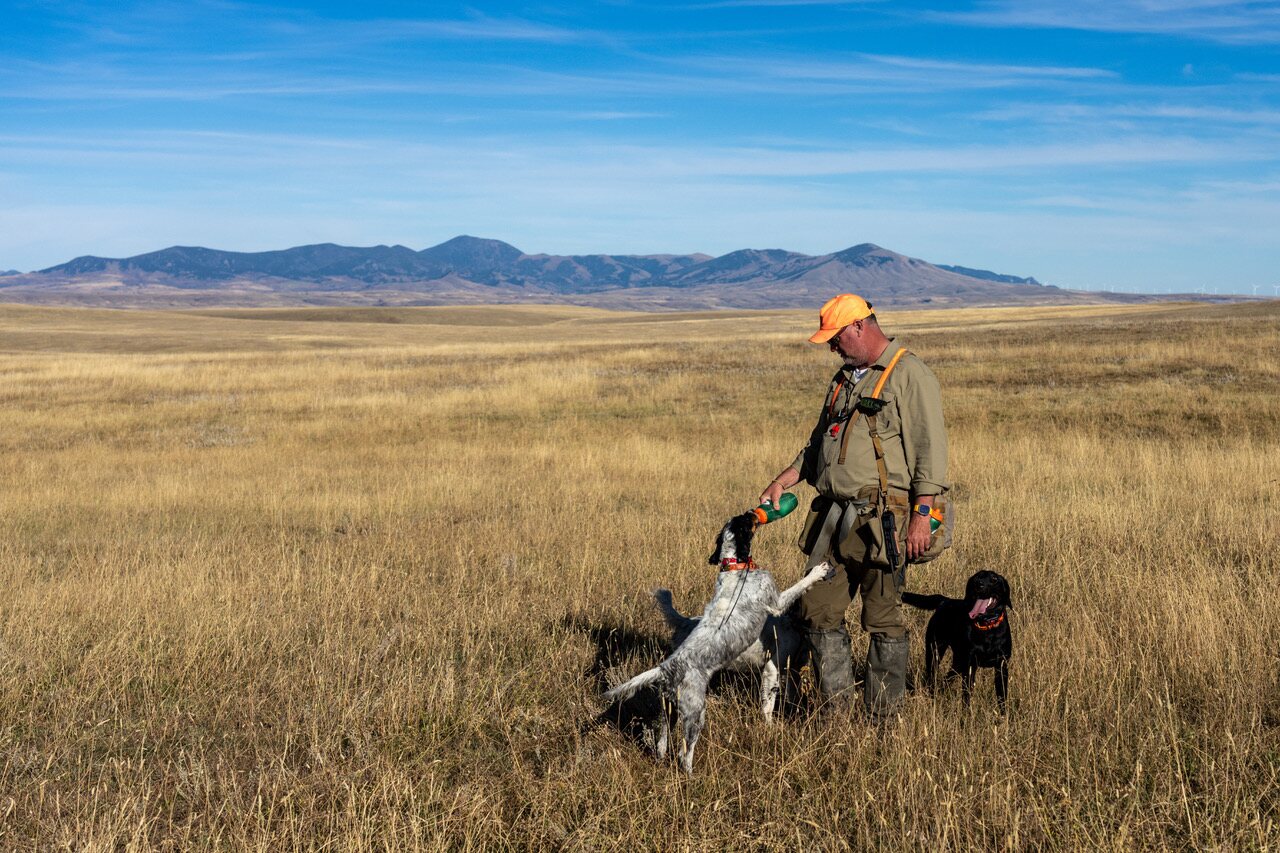 A guide giving water to three bird dogs, mountains on the horizon