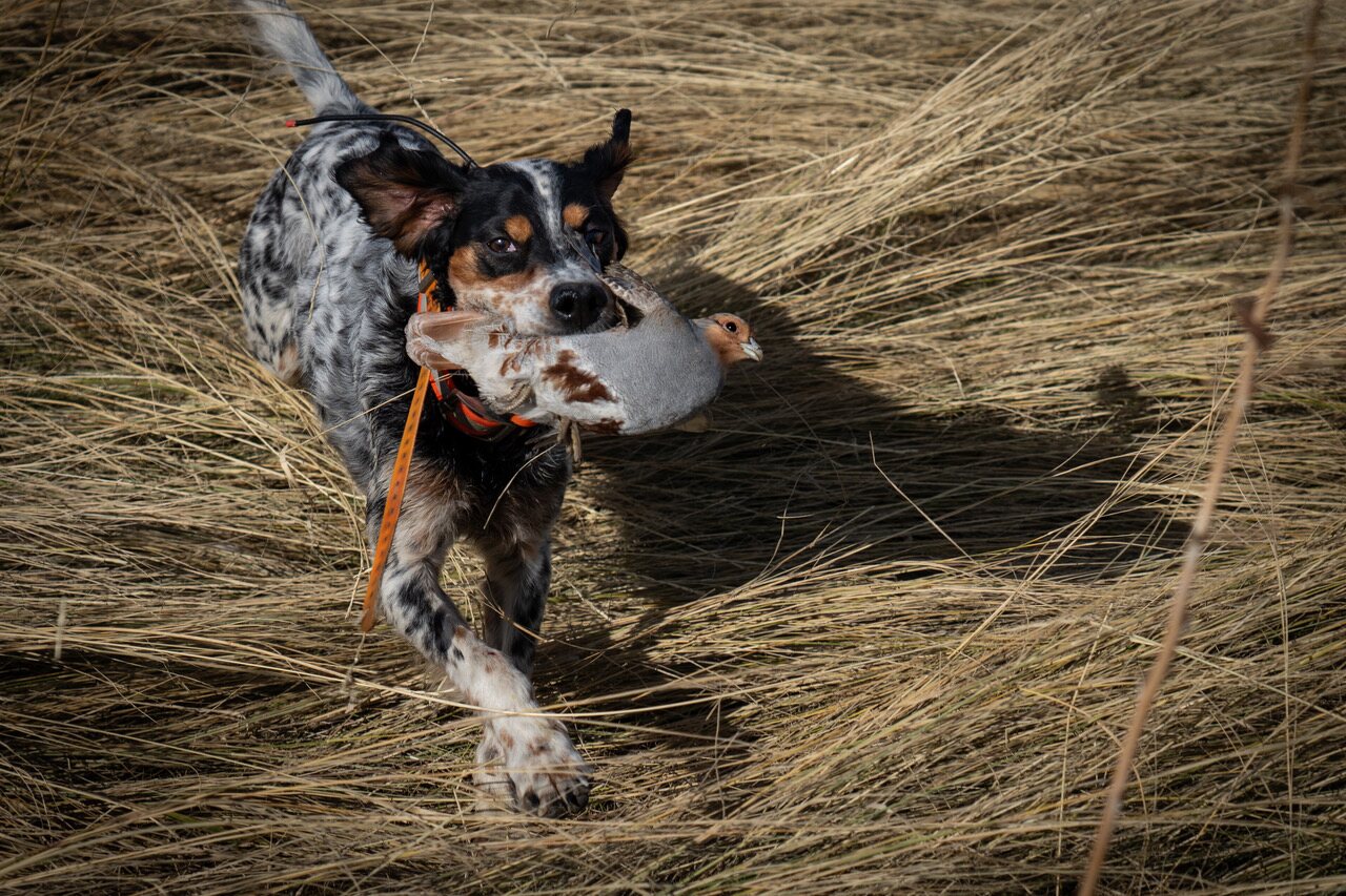 A setter carrying a Hungarian partridge through the grass
