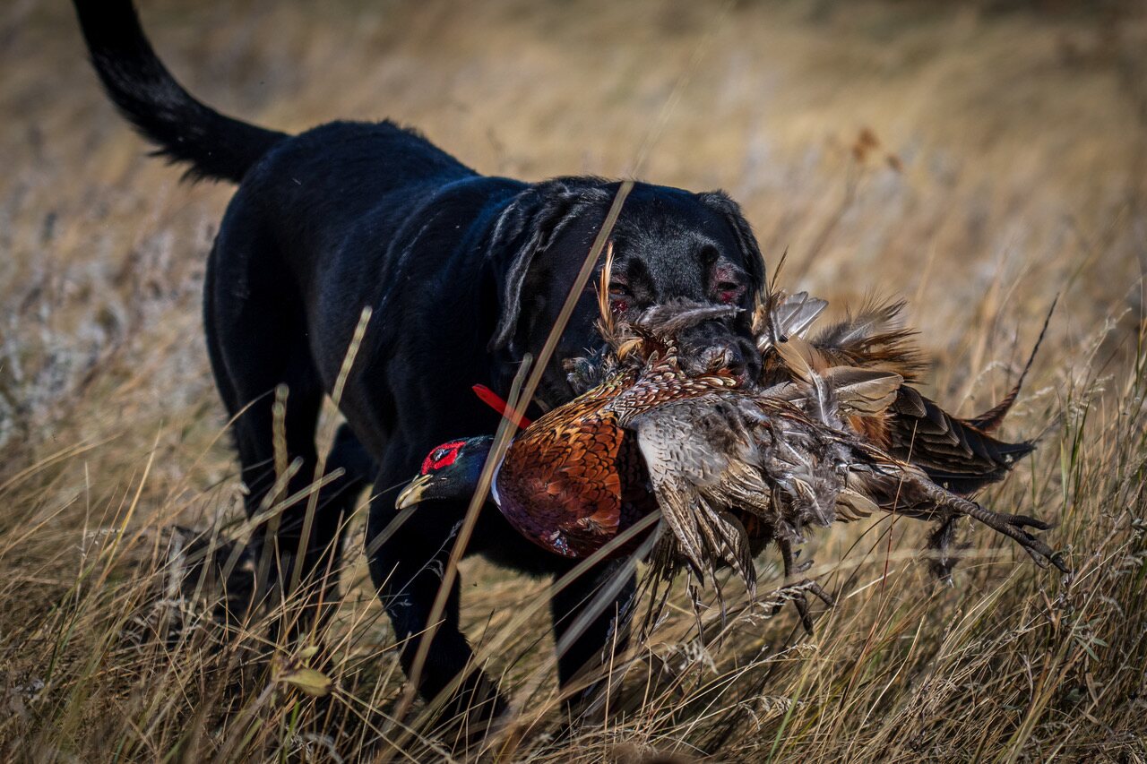 A black Lab carrying pheasants back through the grass