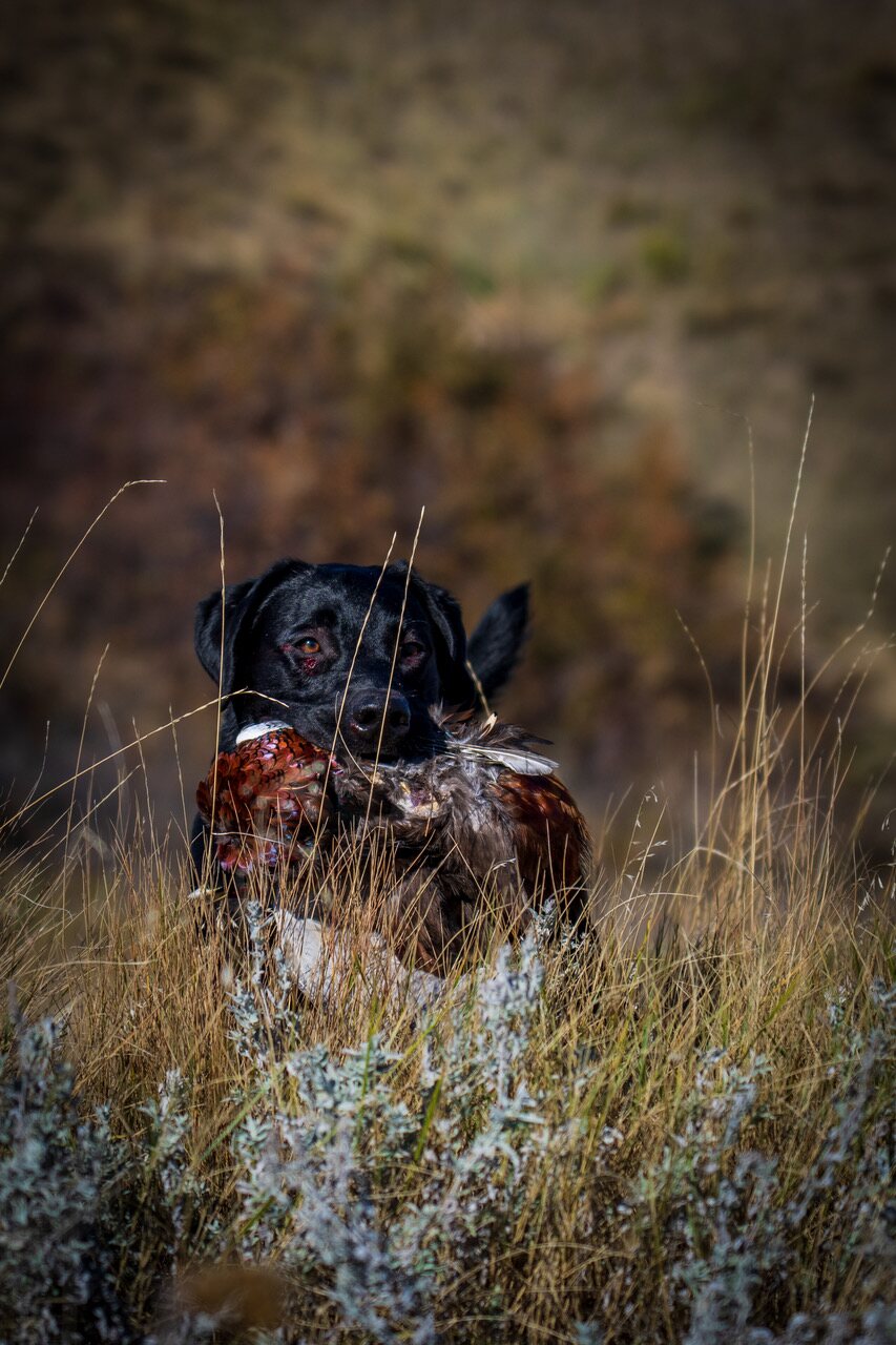A black Lab bringing a rooster pheasant back through the sage