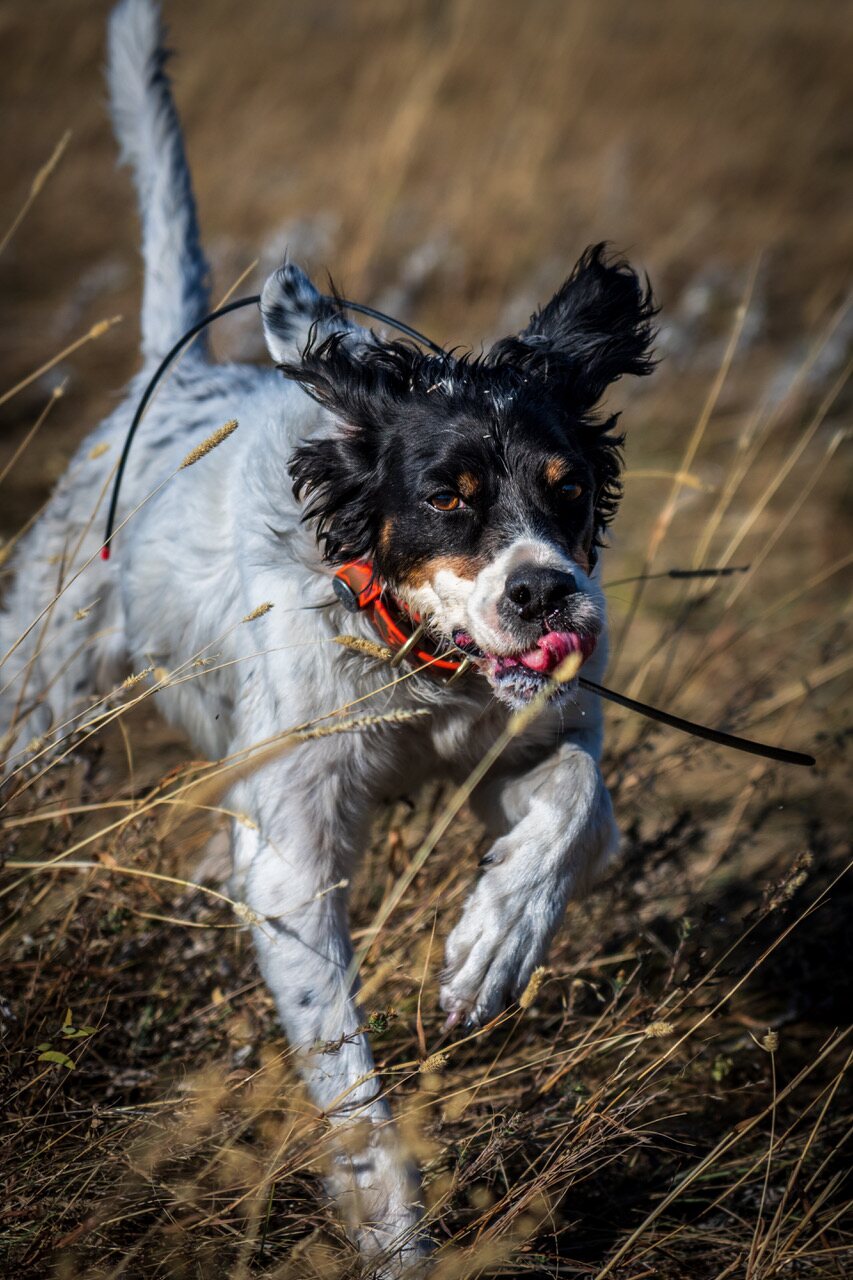 A setter running through tall prairie grass