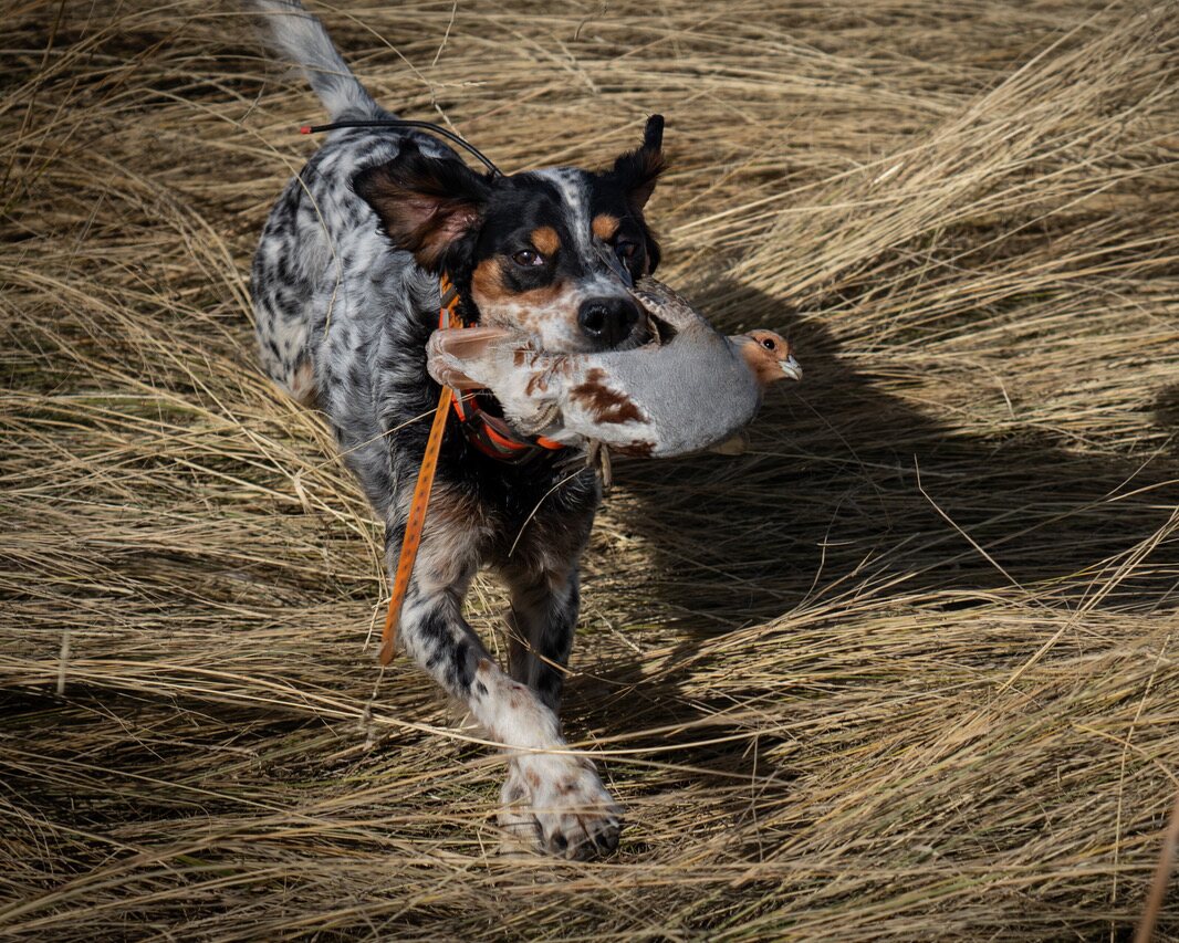 A setter retrieving a Hungarian partridge