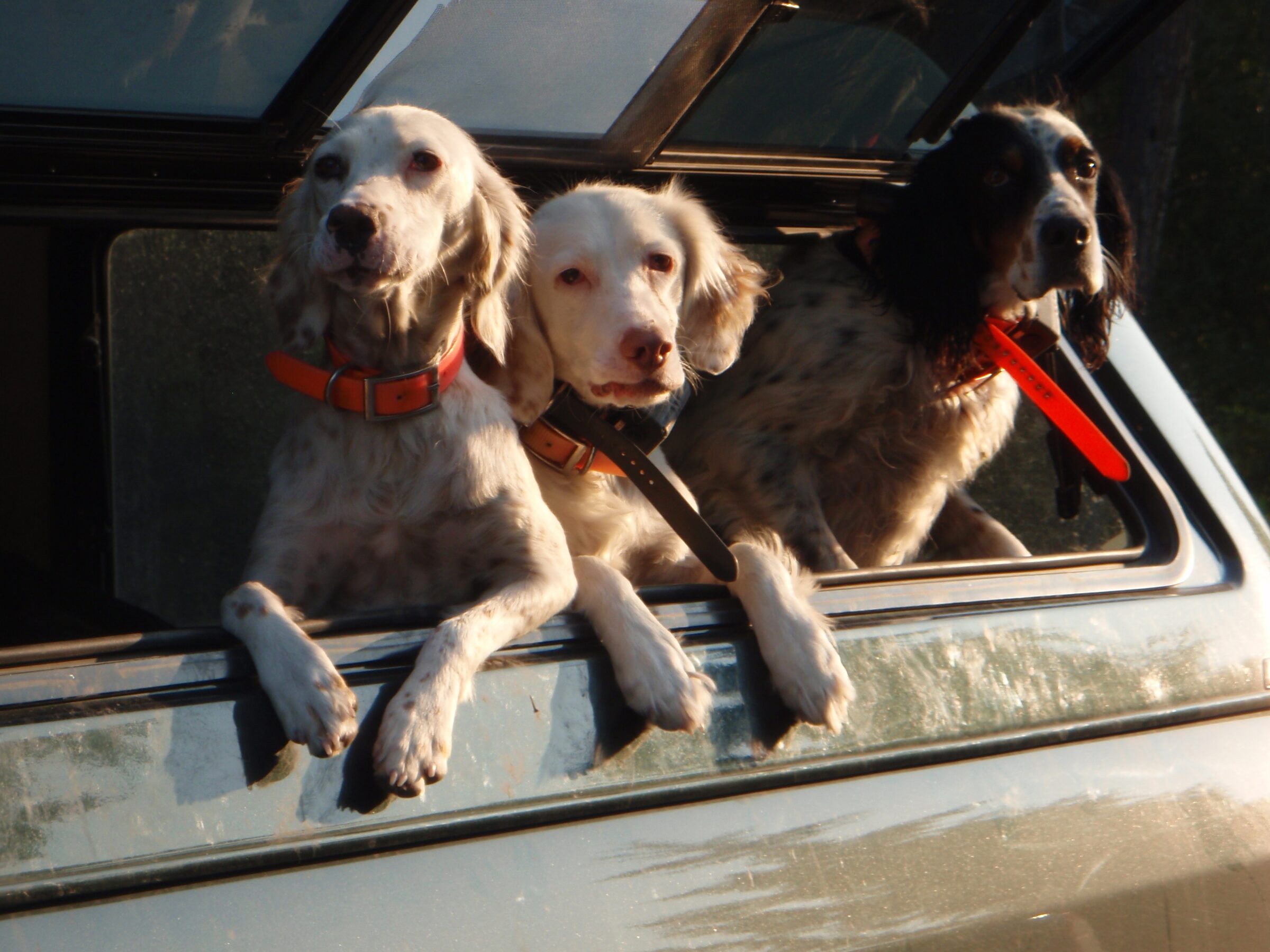 Three setters looking out of the hunting truck