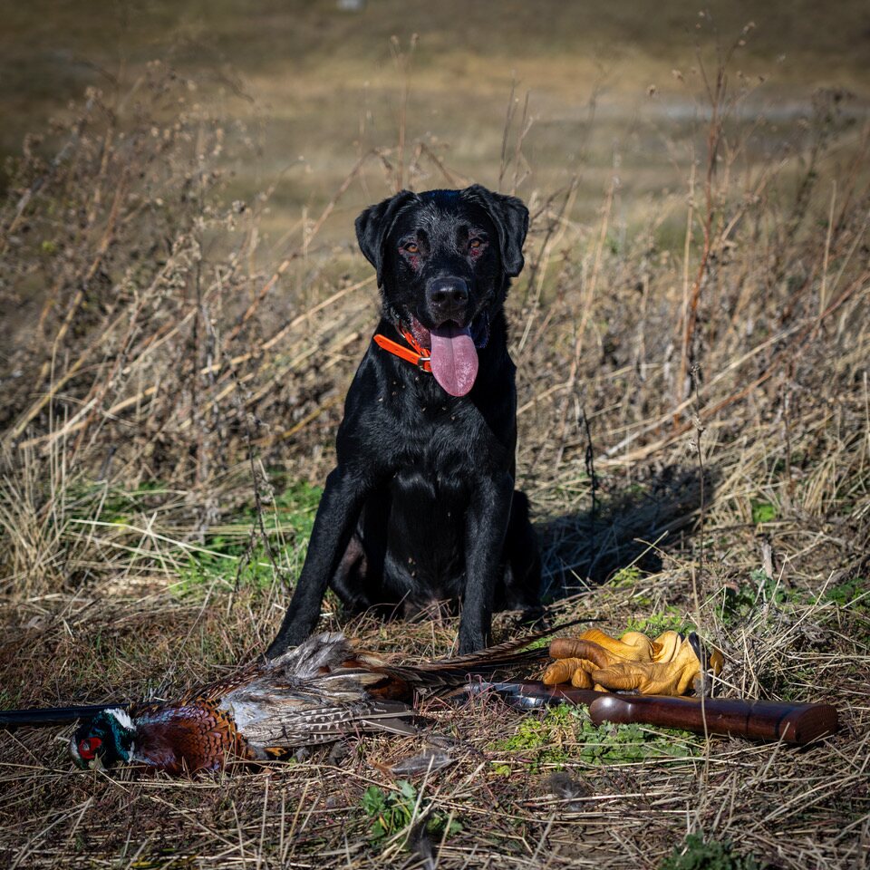 A black Lab sitting beside pheasants and a shotgun