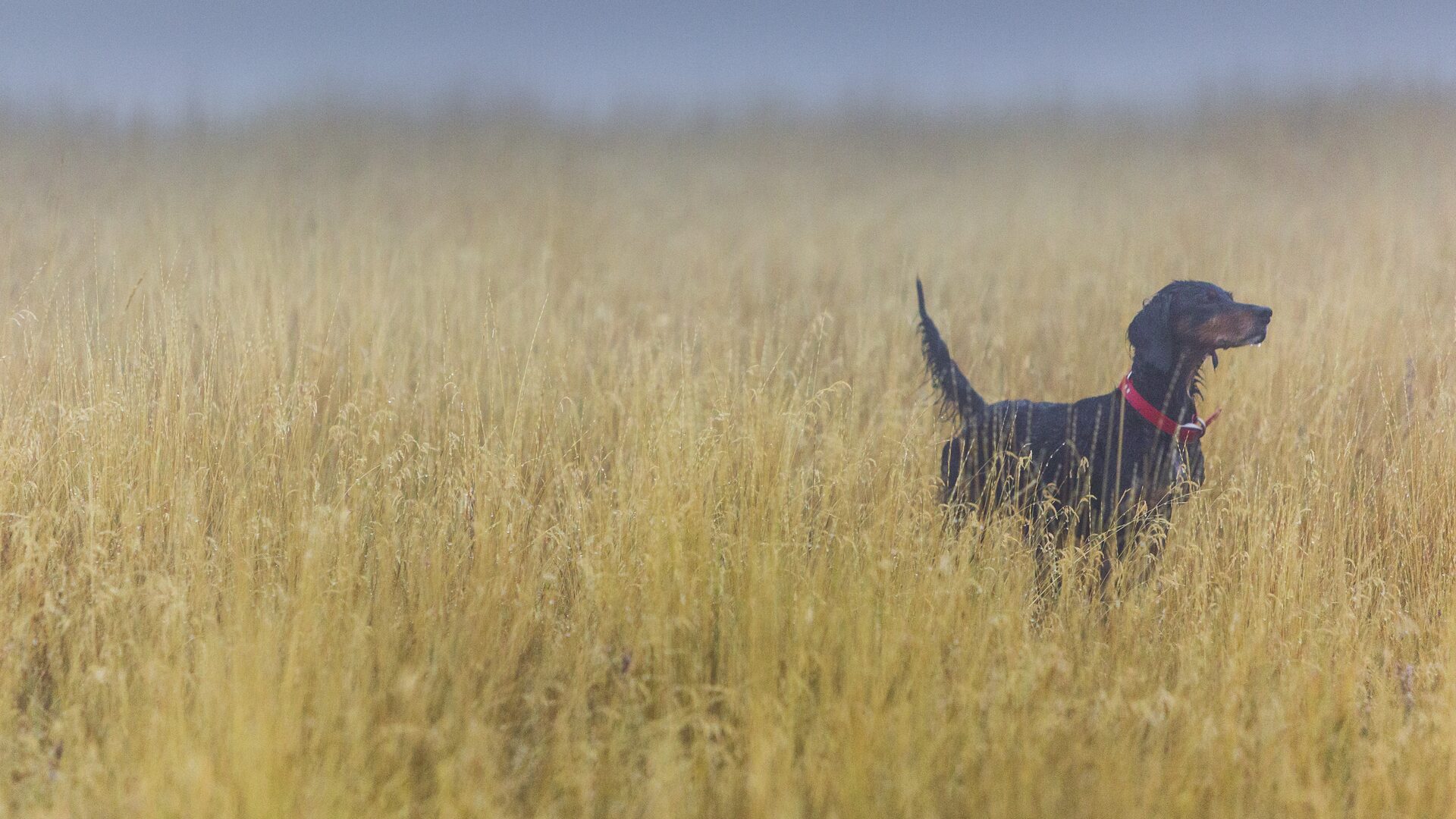 A bird dog on point in tall autumn grass