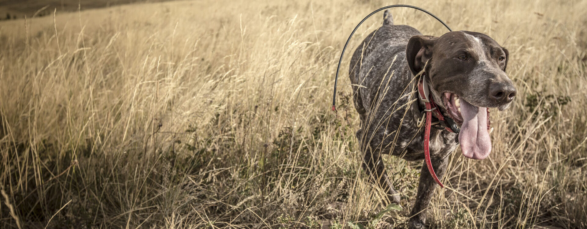 A Pro Outfitters Bird Hunting Dog in his Happy Place