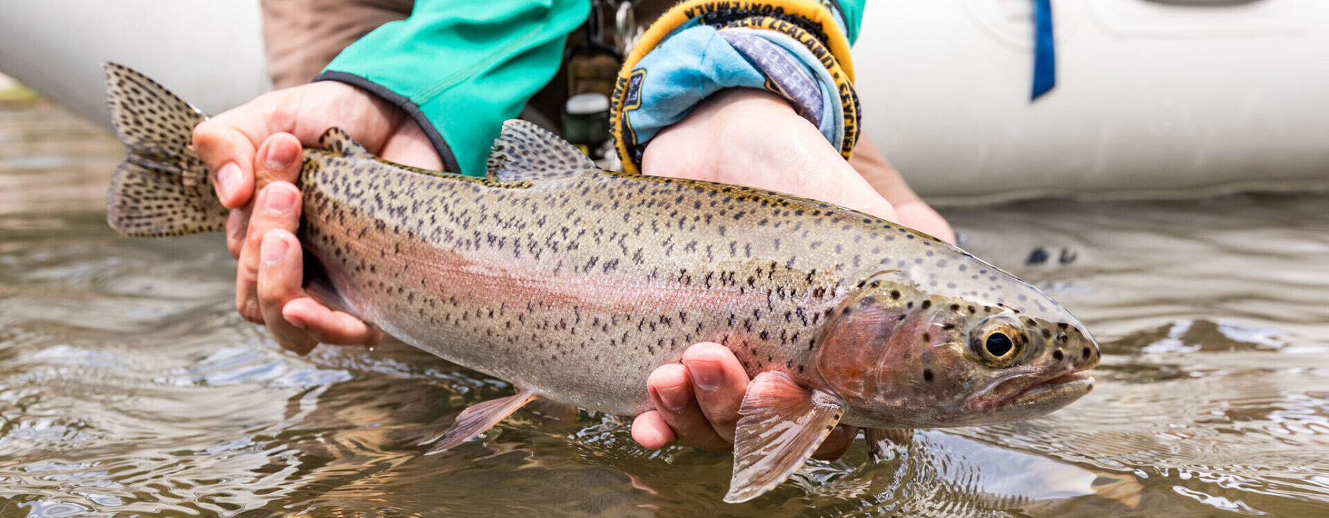 Beautiful Rainbow Trout